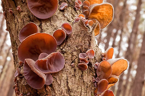 Viele Auricularia polytricha wachsen an der Rinde eines Baums im Wald.