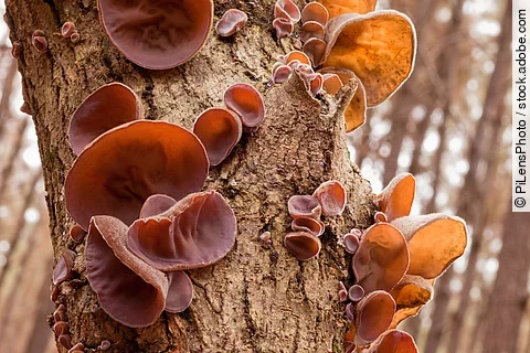 Viele Auricularia polytricha wachsen an der Rinde eines Baums im Wald.