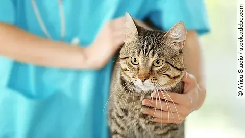 Eine getigerte Katze wird von einer Tierärztin untersucht. Die untersuchende Person trägt einen hellblauen Kasak und ein Stethoskop um den Hals. Die Katze schaut aufmerksam nach vorne.