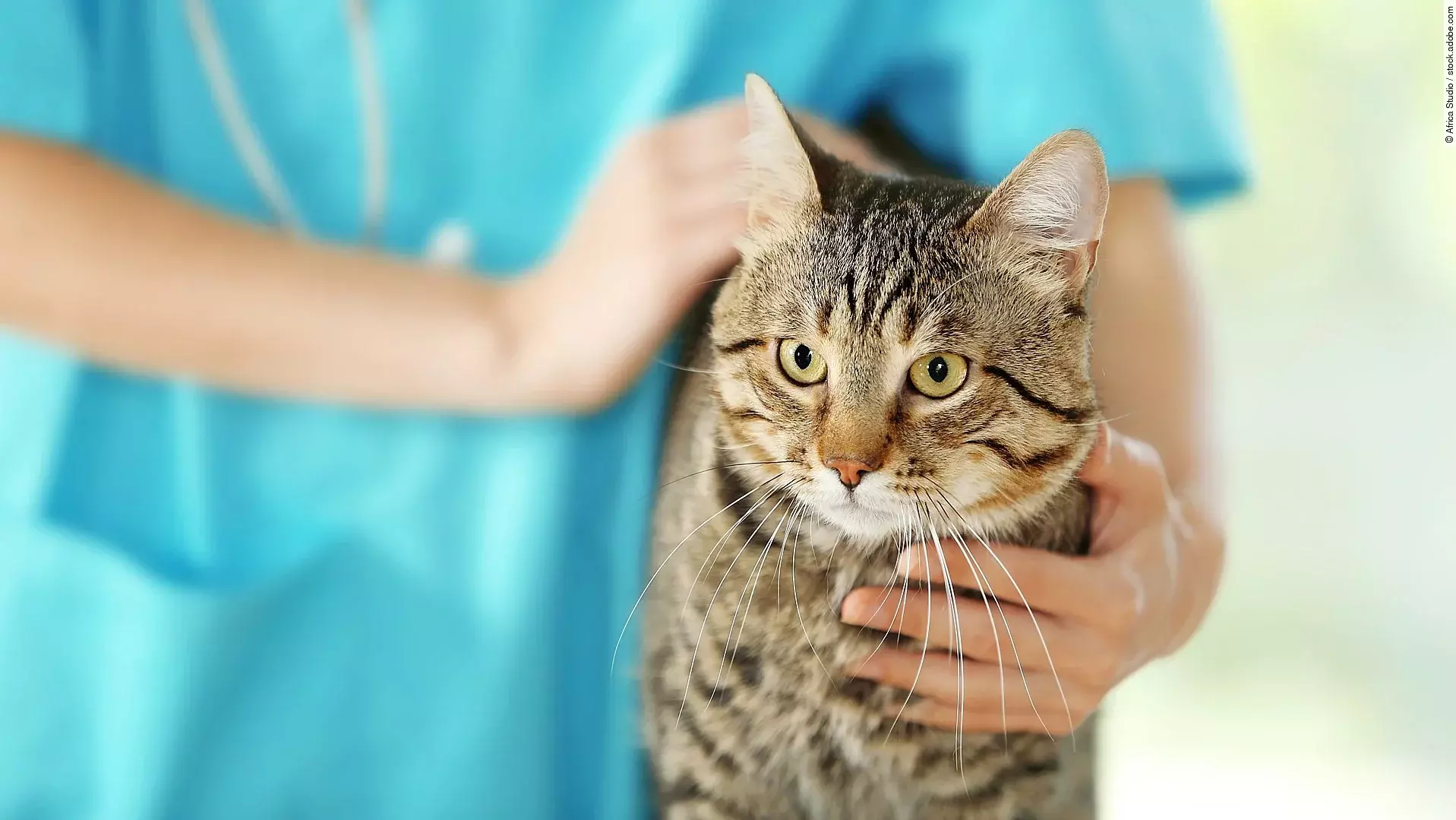 Eine getigerte Katze wird von einer Tierärztin untersucht. Die untersuchende Person trägt einen hellblauen Kasak und ein Stethoskop um den Hals. Die Katze schaut aufmerksam nach vorne.