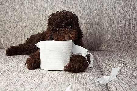 puppy dog mischief. chocolate poodle shedding and unrolling toil