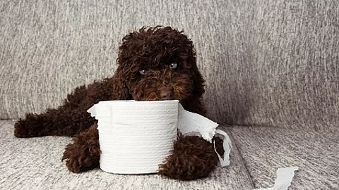 puppy dog mischief. chocolate poodle shedding and unrolling toil