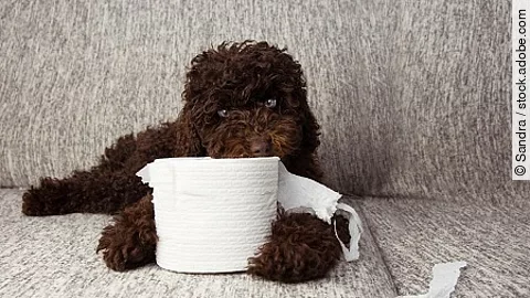 puppy dog mischief. chocolate poodle shedding and unrolling toil