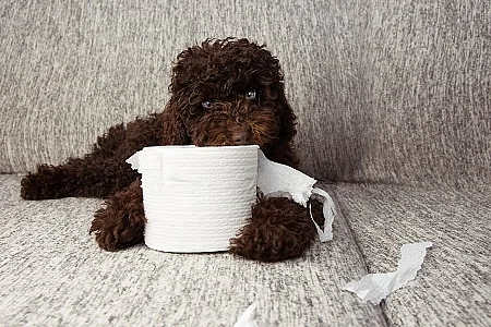 puppy dog mischief. chocolate poodle shedding and unrolling toil