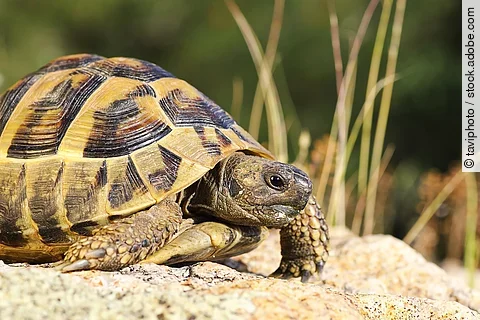 Griechische Landschildkröte