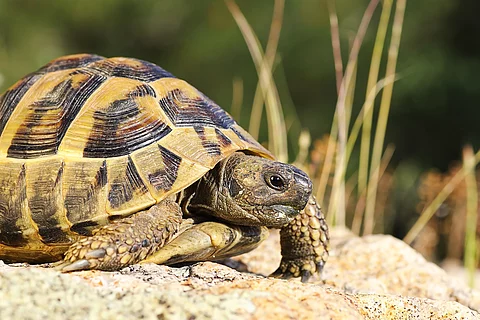 Griechische Landschildkröte