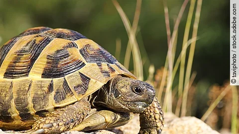 Griechische Landschildkröte Griechische Landschildkröte