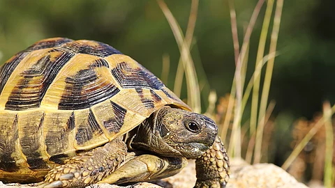 Griechische Landschildkröte