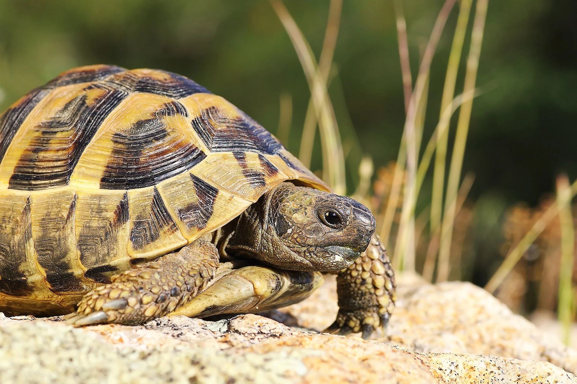 Griechische Landschildkröte