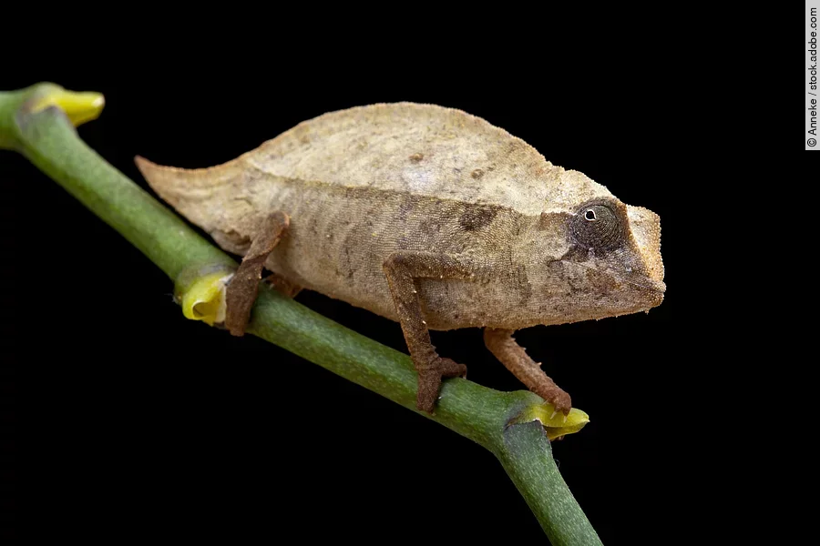 Pygmy chameleon Pygmy chameleon