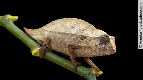Pygmy chameleon