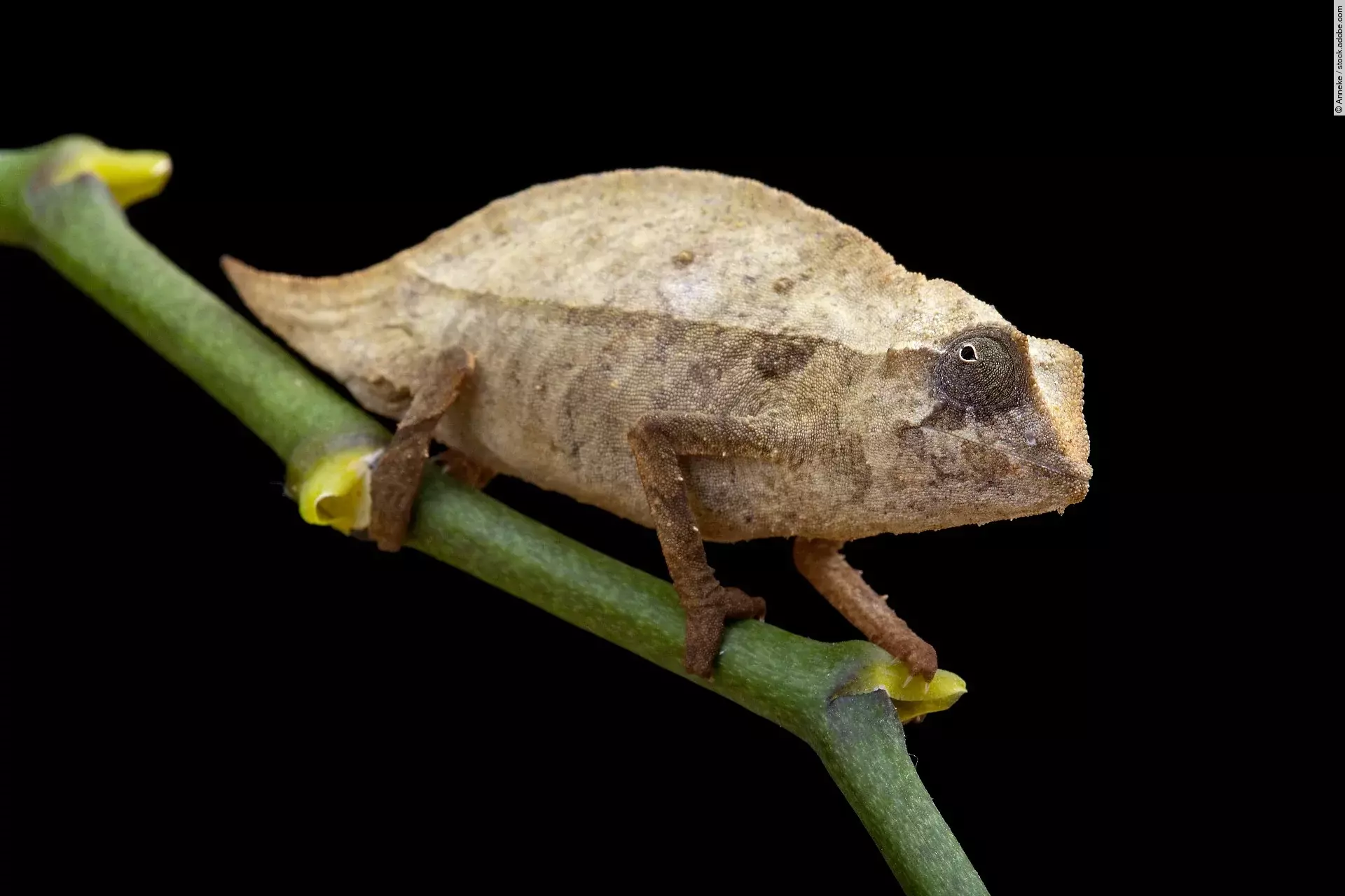 Pygmy chameleon