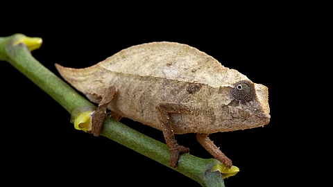 Pygmy chameleon Pygmy chameleon