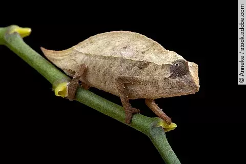 Pygmy chameleon