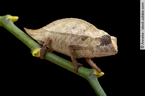 Pygmy chameleon