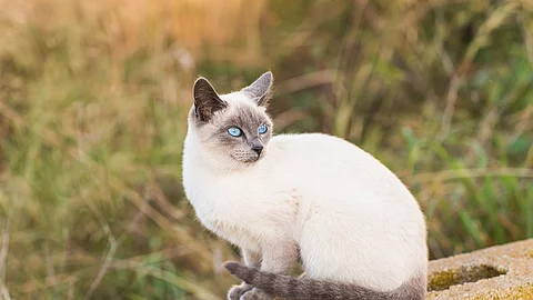 Siamkatze Siamkatze
