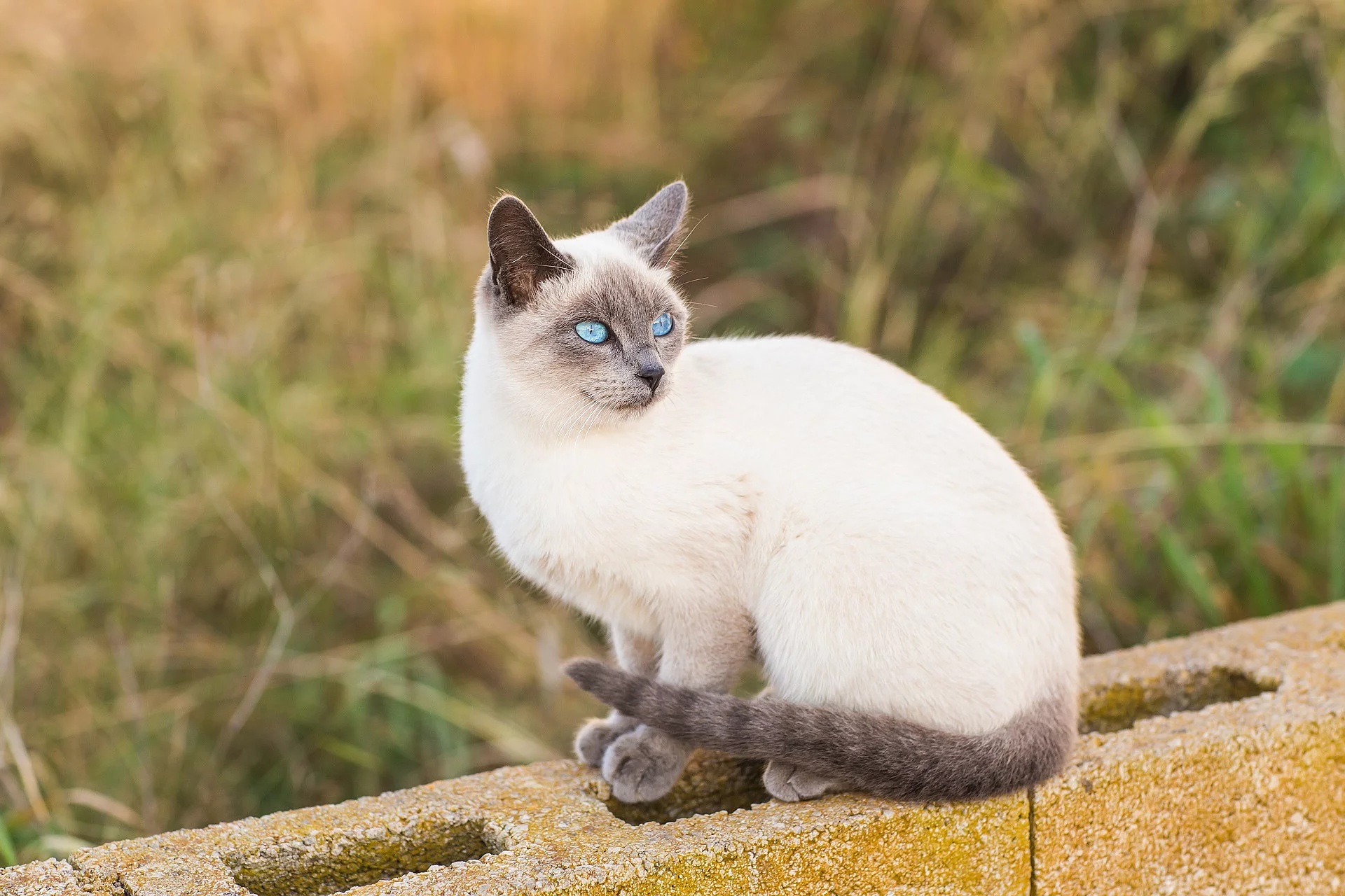 Siamkatze 