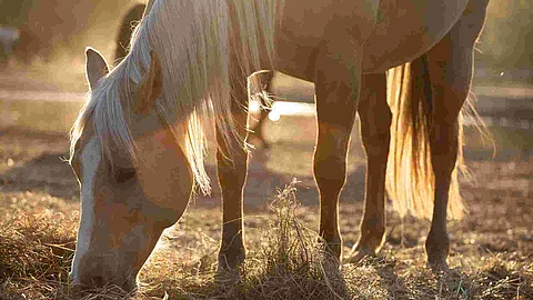 Beautiful palomino horse, quorter eating hay in the pasture in the sunshine, fall