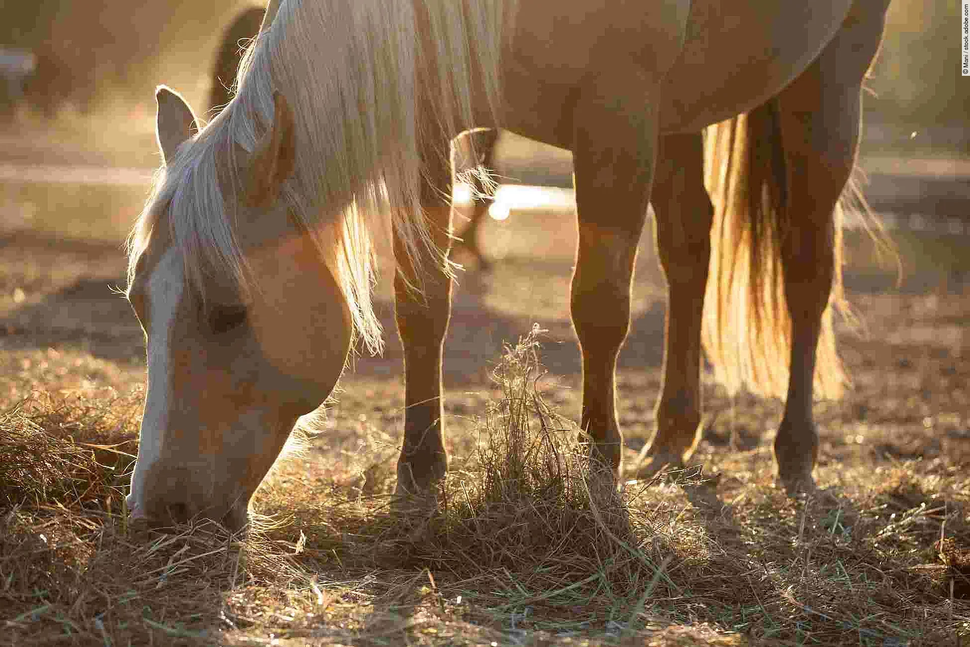 Beautiful palomino horse, quorter eating hay in the pasture in the sunshine, fall