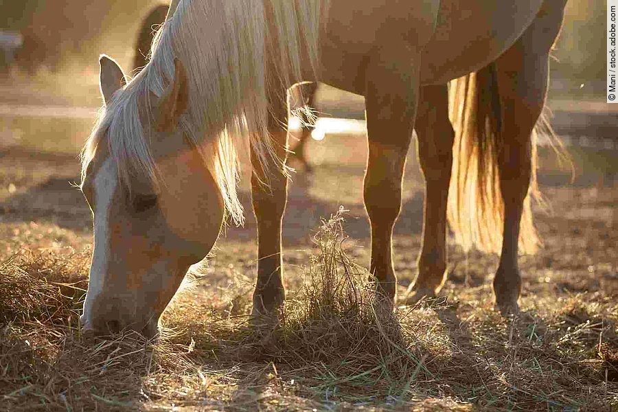 Beautiful palomino horse, quorter eating hay in the pasture in the sunshine, fall