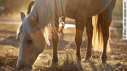 Beautiful palomino horse, quorter eating hay in the pasture in the sunshine, fall