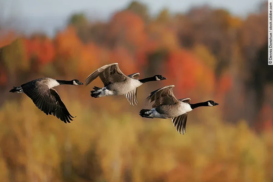 Kanadagänse im Herbst