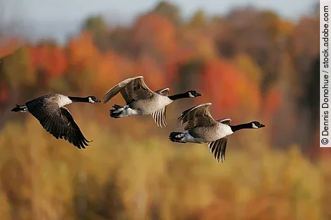 Kanadagänse im Herbst