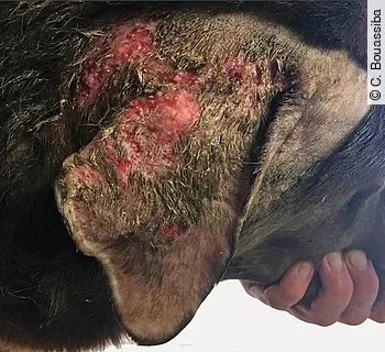 Mazeration des äußeren Gehörgangs