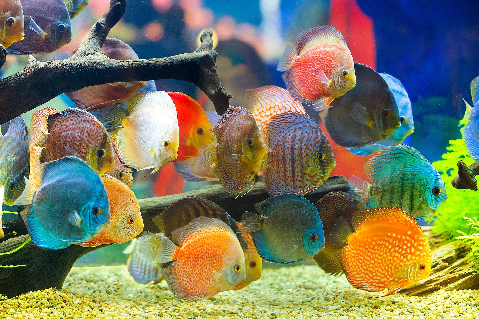 Aquarium