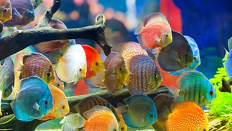 Aquarium Aquarium