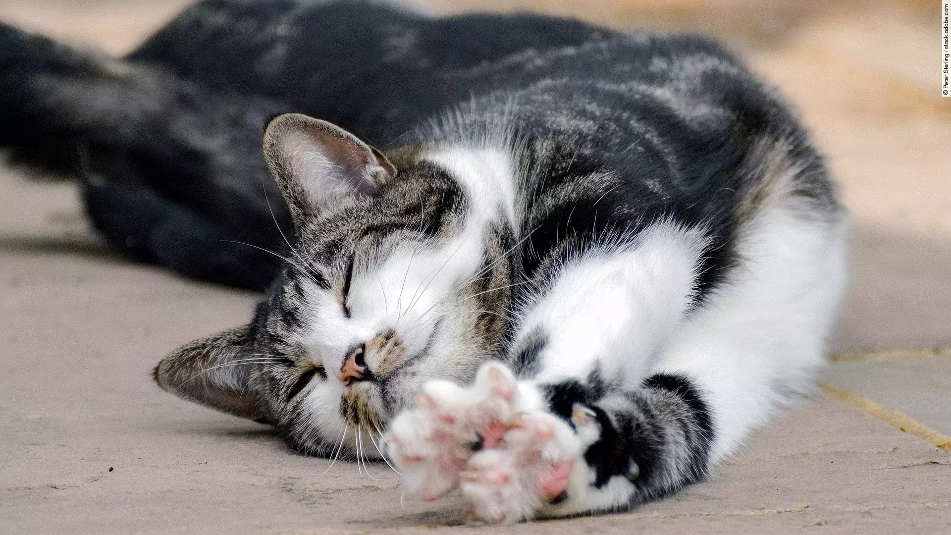 Eine getigerte Katze liegt auf dem Boden und streckt sich genüsslich auf dem Boden.