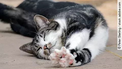 Eine getigerte Katze liegt auf dem Boden und streckt sich genüsslich auf dem Boden.