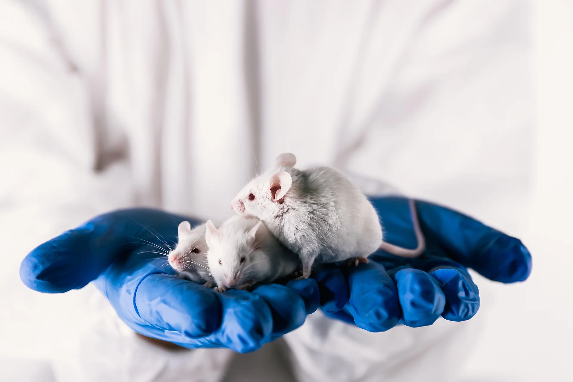 Drei weiße Labormäuse sitzen in den Händen eines Wissenschaftlers. Dieser trägt blaue Handschuhe und einen weißen Kittel.
