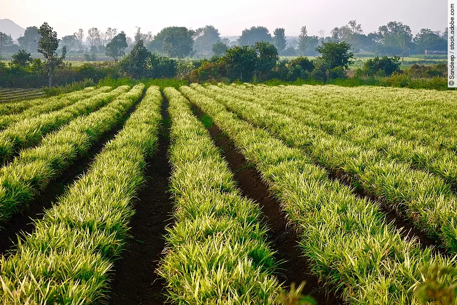 Acker mit Bäumen im Hintergrund.