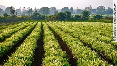 ginger crop Acker mit Bäumen im Hintergrund.