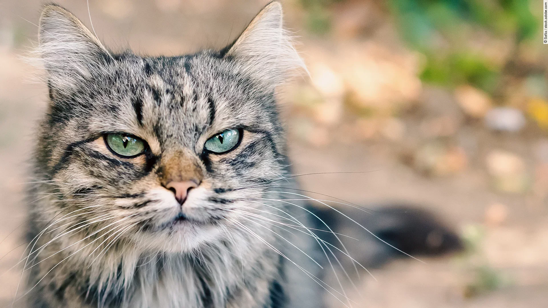 cEine Nahaufnahme zeigt eine braun getigerte Katze die grimmig in die Kamera schaut.