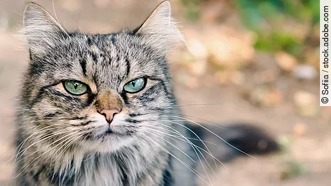 cEine Nahaufnahme zeigt eine braun getigerte Katze die grimmig in die Kamera schaut.