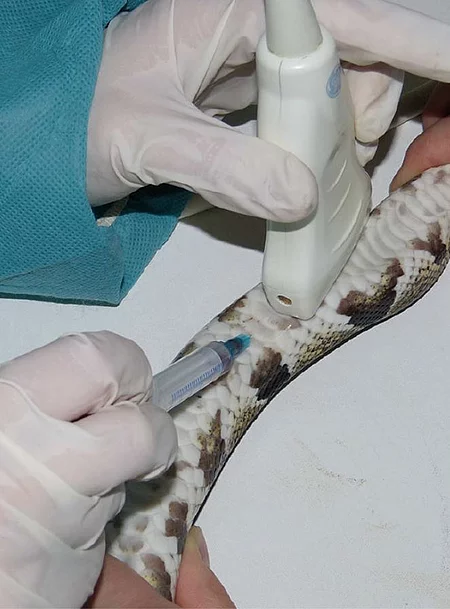 Bei einer Königspython wird ultraschallgestützt mittels Spritze Blut aus dem Herzen entnommen.
