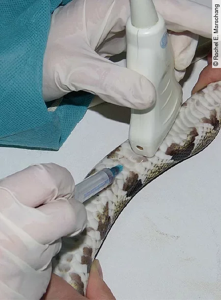 Bei einer Königspython wird ultraschallgestützt mittels Spritze Blut aus dem Herzen entnommen.