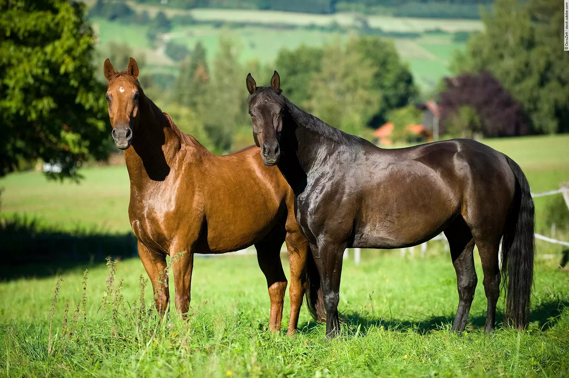 Zwei Pferde stehen auf der Koppel.