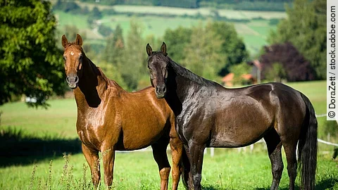 Zwei Pferde stehen auf der Koppel.