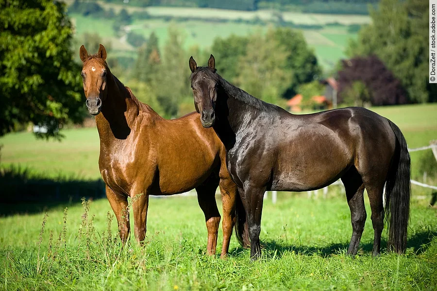 Zwei Pferde stehen auf der Koppel.