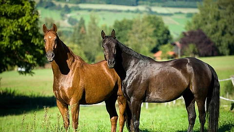 Zwei Pferde stehen auf der Koppel.