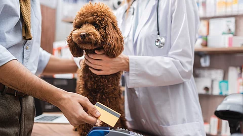 Ausschnitt eines Mannes, der mit Kreditkarte bezahlt, neben einem Pudel und einem Tierarzt in einer Tierhandlung. Ein Mann bezahlt mit seiner Geldkarte an einem Bezahlterminal. Vor ihm sitzt ein Hund. Der Hund ist ein Pudel und hat braunes Fell. Auch eine Tierärztin steht daneben.