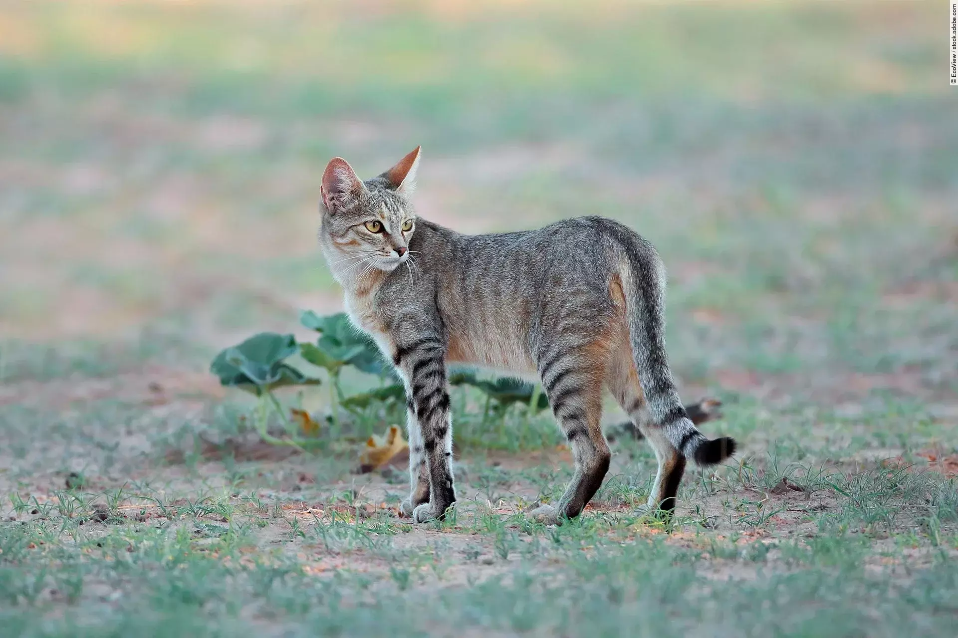 Eine Wildkatze läuft durch die Wildnis. Die Katze hat graues Fell und schaut aufmerksam herum. Auf dem Boden wächst spärlich Gras. 