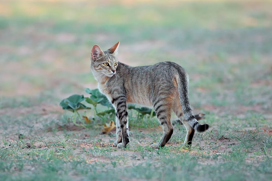Afrikanische Wildkatze in ihrem natürlichen Lebensraum, der Kalahari-Wüste in Südafrika. Eine Wildkatze läuft durch die Wildnis. Die Katze hat graues Fell und schaut aufmerksam herum. Auf dem Boden wächst spärlich Gras.
