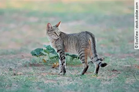 Eine Wildkatze läuft durch die Wildnis. Die Katze hat graues Fell und schaut aufmerksam herum. Auf dem Boden wächst spärlich Gras. 