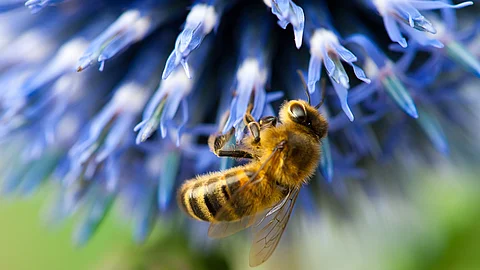 Eine Biene sitzt auf einer blauen Blume.