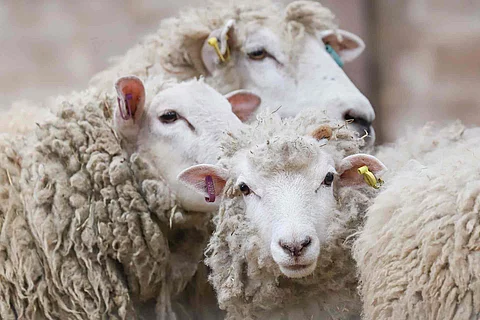 sheep