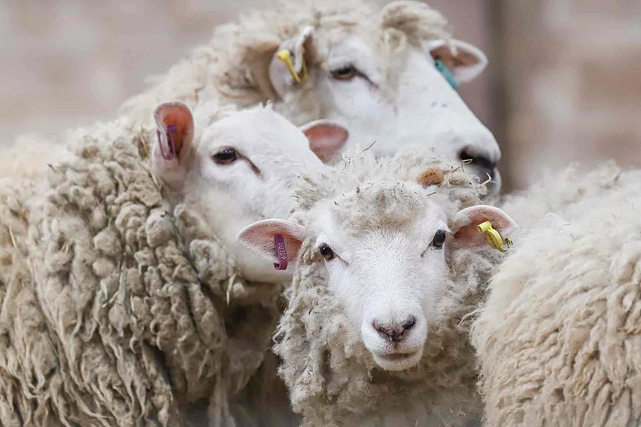 sheep